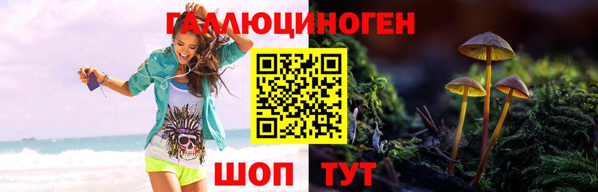 Псилоцибиновые грибы Psilocybe  Вход с VPN  Вольск 